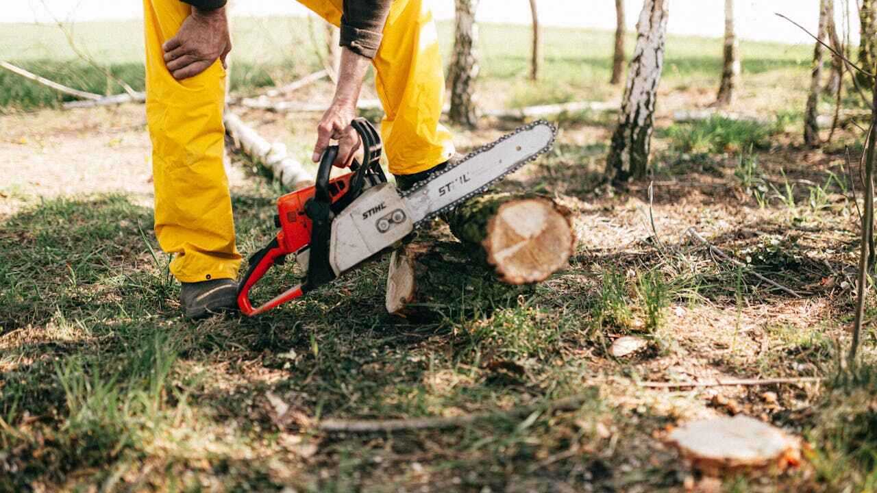 Residential Tree Removal in Clarendon, TX